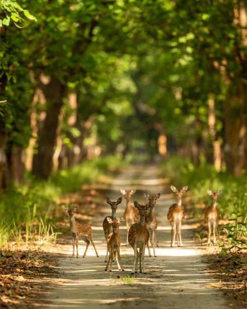 Landscape of Jim Corbett vertical image